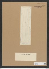 Diatomeae indet. Zeichnungen Sammlung Grunow Nr. 7869 (NHMW-BOT-W0377129)